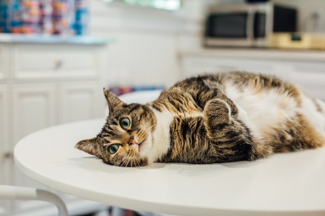 FurKids - Tandem Bank Success Story