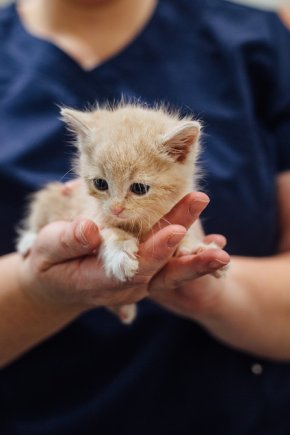 FurKids - Tandem Bank Success Story